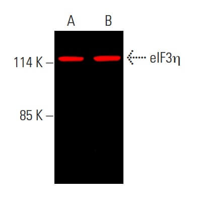 eIF3η Antibody (C-5) | SCBT - Santa Cruz Biotechnology