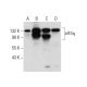 eIF3η Antibody (D-9) - Western Blotting - Image 59597