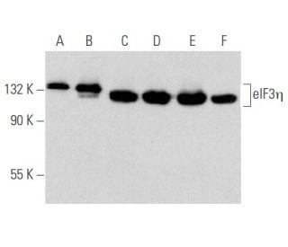 eIF3&eta; Antibody (D-9) - Western Blotting - Image 354820 