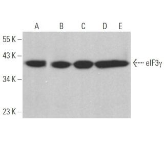 eIF3&gamma; Antibody (E-10) - Western Blotting - Image 370075 