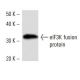 eIF3K Antibody (2313C2a) - Western Blotting - Image 16934