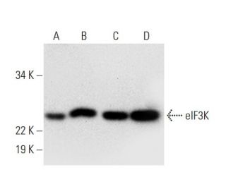 eIF3K Antibody (F-4) - Western Blotting - Image 293029 