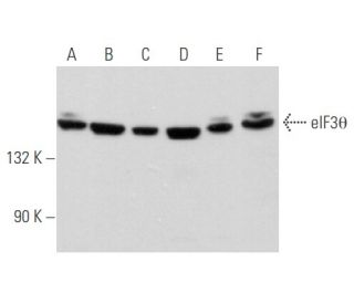 eIF3&theta; Antibody (E-1) - Western Blotting - Image 356664 