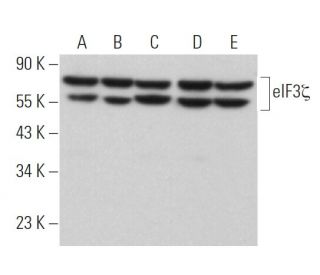 eIF3&zeta; Antibody (A-3) - Western Blotting - Image 373434 