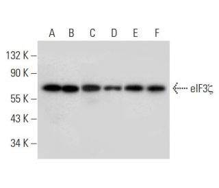 eIF3&zeta; Antibody (H-7) - Western Blotting - Image 318325 