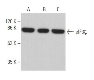 eIF3ζ Antibody (H-7) | SCBT - Santa Cruz Biotechnology