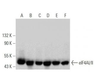 western blotting image from recommended eIF4AI/II (H-5) monoclonal antibody replacement. Image 358586