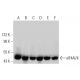Este anticuerpo policlonal ha dejado de fabricarse. Consulta nuestro anticuerpo monoclonal recomendado <a href="eif4ai-ii-antibody-h-5">eIF4AI/II (H-5)</a> (se muestran datos de muestra). western blotting image from recommended eIF4AI/II (H-5) monoclonal antibody replacement. Image 358586
