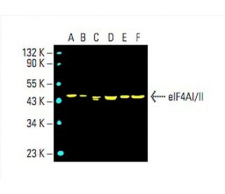 eIF4AI/II Antibody (H-5) - Western Blotting - Image 394835