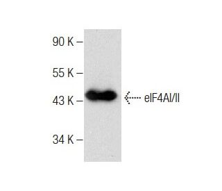 eIF4AI/II Antibody (H-5) - Western Blotting - Image 283465
