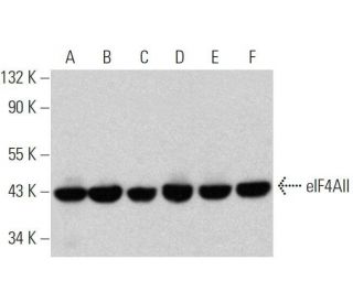 eIF4AII Antibody (H-5) - Western Blotting - Image 358703 
