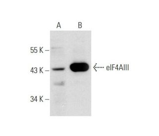 eIF4AIII Antibody (3F1) - Western Blotting - Image 129601 