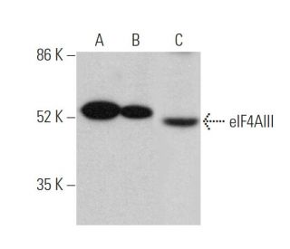 eIF4AIII Antibody (B-2) - Western Blotting - Image 360322SAM Transcription Activation: SAM system utilizing dCas9-VP64, MS2-P65-HSF1, and sgRNA for precise gene transcription activation. 