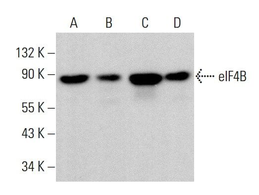eIF4B Antibody (A-2) | SCBT - Santa Cruz Biotechnology