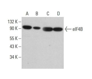 eIF4B Antibody (D-4) - Western Blotting - Image 381866 