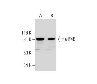 eIF4B Antibody (D-4) - Western Blotting - Image 289776