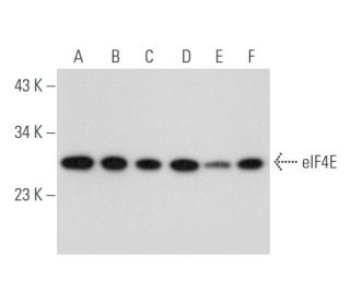 eIF4E Antibody (D-3) - Western Blotting - Image 333452
