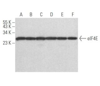 eIF4E Antibody (P-2) - Western Blotting - Image 354607 