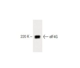 eIF4G Antibody (40) - Western Blotting - Image 60484 