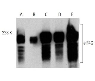 western blotting image from recommended eIF4G (A-10) monoclonal antibody replacement. Image 384066