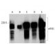 western blotting image from recommended eIF4G (A-10) monoclonal antibody replacement. Image 384066