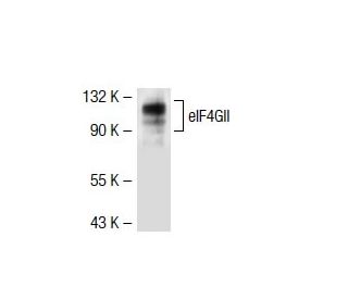 eIF4GII Antibody (R16S) - Western Blotting - Image 39765 
