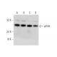 eIF4H Antibody (C-6) - Western Blotting - Image 344492