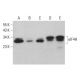 eIF4H Antibody (C-6) - Western Blotting - Image 381391 