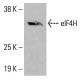 eIF4H-Antikörper (C-6): sc-515265. Western-Blot-Analyse der eIF4H-Expression in K-562-Gesamtzelllysaten. Verwendetes Nachweisreagenz: m-IgG Fc BP-HRP: sc-525409. eIF4H Antibody (C-6) - Western Blotting - Image 415980