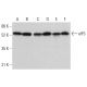 western blotting image from recommended eIF5 (E-10) monoclonal antibody replacement. Image 380405