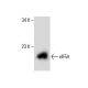eIF5A Antibody (C-1) - Western Blotting - Image 286077