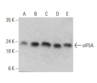 eIF5A Antibody (C-1) - Western Blotting - Image 358568 