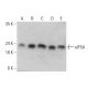 eIF5A Antibody (C-1) - Western Blotting - Image 358568 