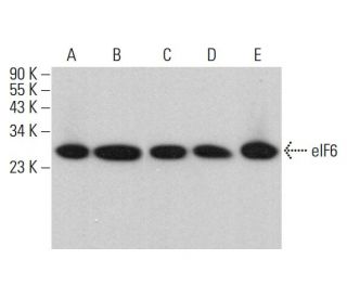 eIF6 Antibody (A-12) - Western Blotting - Image 377485 