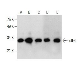 eIF6 Antibody (A-2) - Western Blotting - Image 288523 