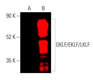 western blotting image from recommended GKLF/EKLF/LKLF/KLF4/1/2 (F-8) monoclonal antibody replacement. Image 403553