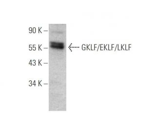 GKLF/EKLF/LKLF/KLF4/1/2 Antibody (F-8) - Western Blotting - Image 346630 