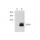 elafin Antibody (H-2) - Western Blotting - Image 300577