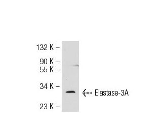 Elastase-3A Antibody (14-3) - Western Blotting - Image 55394 