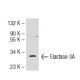 Elastase-3A Antibody (14-3) - Western Blotting - Image 55394 
