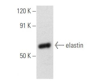 elastin Antibody (B-10) - Western Blotting - Image 354684 
