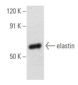 その他 kao elastin抗体(B-10) | SCBT - Santa Cruz Biotechnology