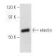elastin Antibody (B-10) - Western Blotting - Image 354684 