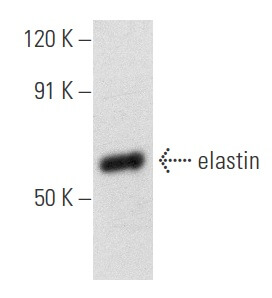 elastin-antibody-b-10-western-