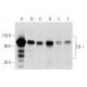 western blotting image from recommended Elf-1 (C-4) monoclonal antibody replacement. Image 357334