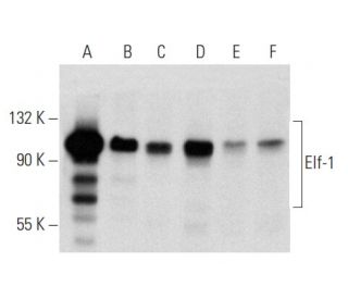 Elf-1 Antibody (C-4) - Western Blotting - Image 357334 
