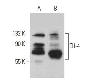Elf-4 Antibody (E-11) - Western Blotting - Image 370147 