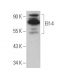 Elf-4 Antibody (E-11) - Western Blotting - Image 371165
