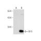 Elf-5 Antibody (C-1) - Western Blotting - Image 158447