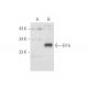 Elf-5 Antibody (G-2) - Western Blotting - Image 80860